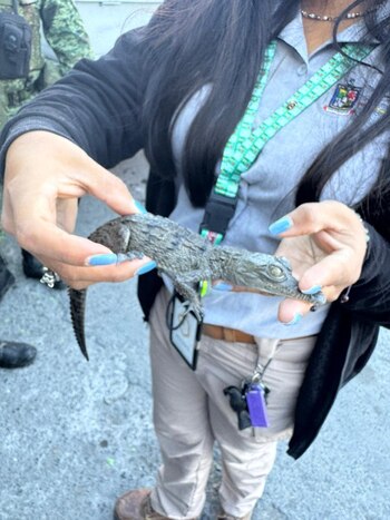 Cocodrilo rescatado en Nuevo León