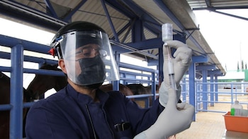 Con suero de caballos, Birmex