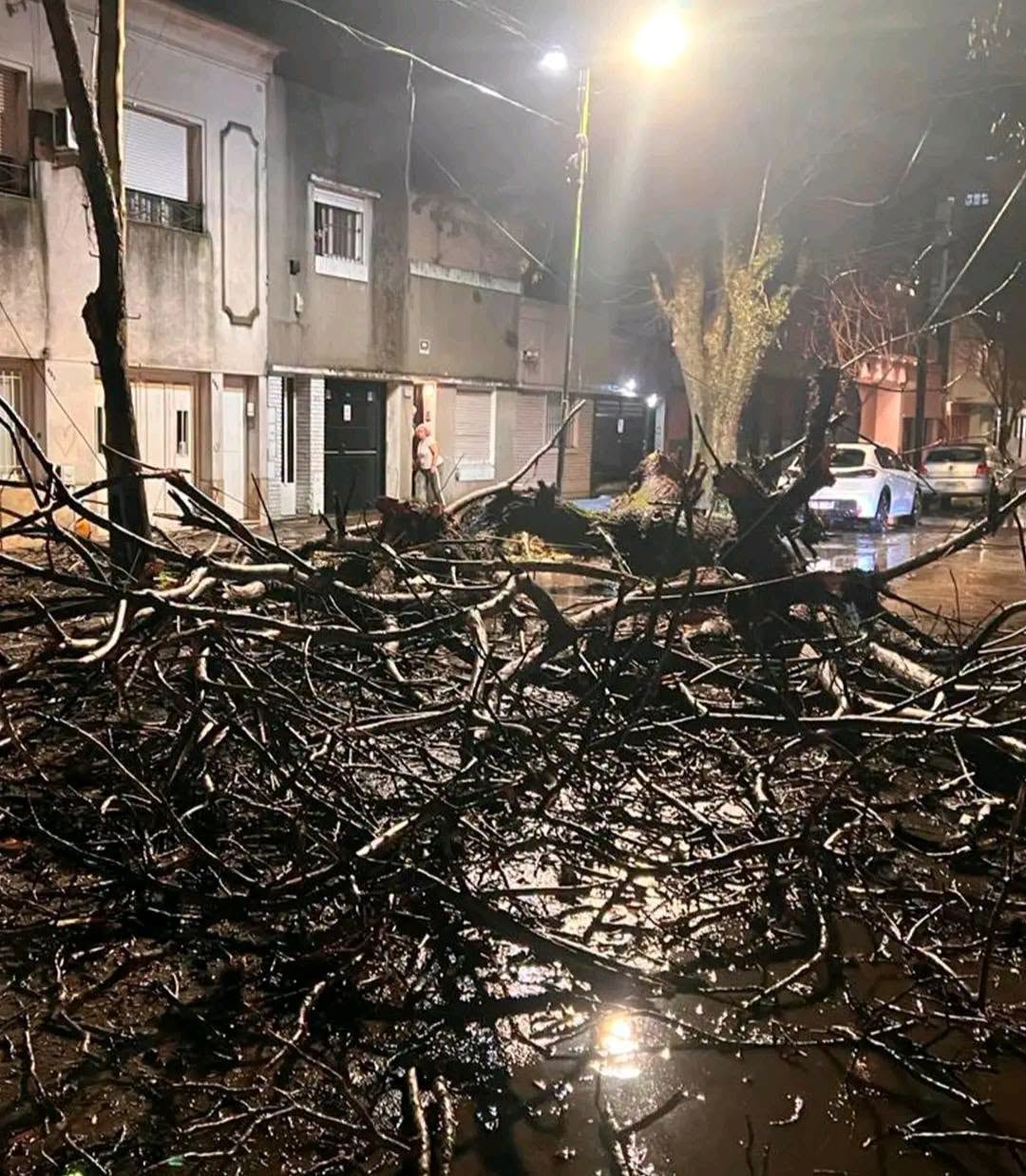 Varios árboles se cayeron en La Plata (Facebook: Aires de Tucumán Multimedios)