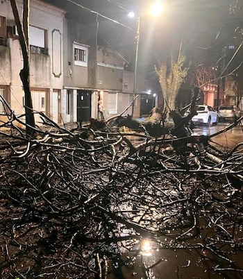 Varios árboles se cayeron en La Plata (Facebook: Aires de Tucumán Multimedios)