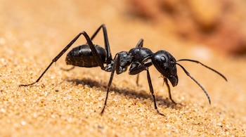 Una hormiga negra de patas largas camina de perfil sobre granos de arena dorada.