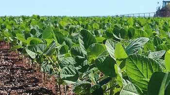 Hay nueva munición contra los