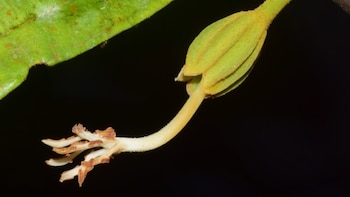 Descritas 18 especies nuevas de árboles de los géneros Matisia y Quararibea de Colombia, Ecuador y Perú