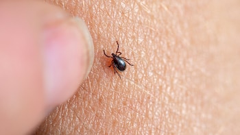 Los nuevos enemigos de Sanidad: