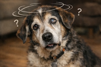 Primer plano de la cabeza de un perro con pelaje gris y marrón, un ojo con opacidad, líneas espirales y dos signos de interrogación sobre el fondo.