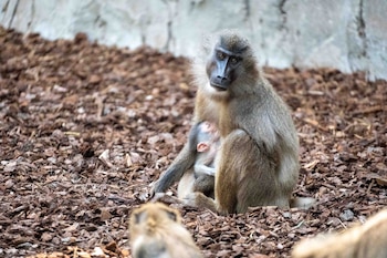 Nace en BIOPARC Valencia una cría de dril. (BIOPARC Valencia)