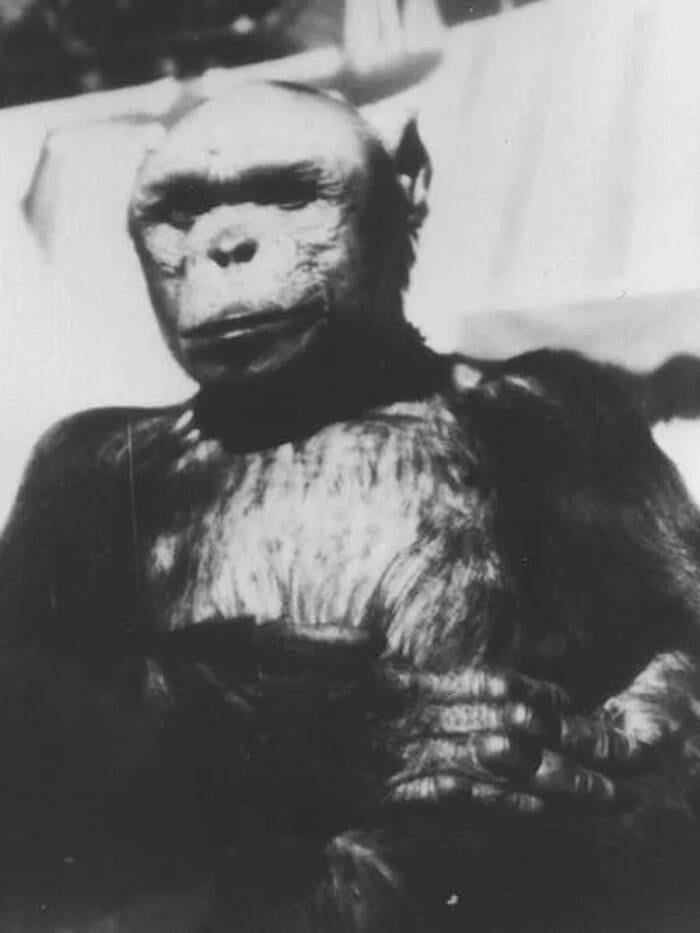En 1996, una prueba genética demostró que Oliver tenía 48 cromosomas, como cualquier otro chimpancé