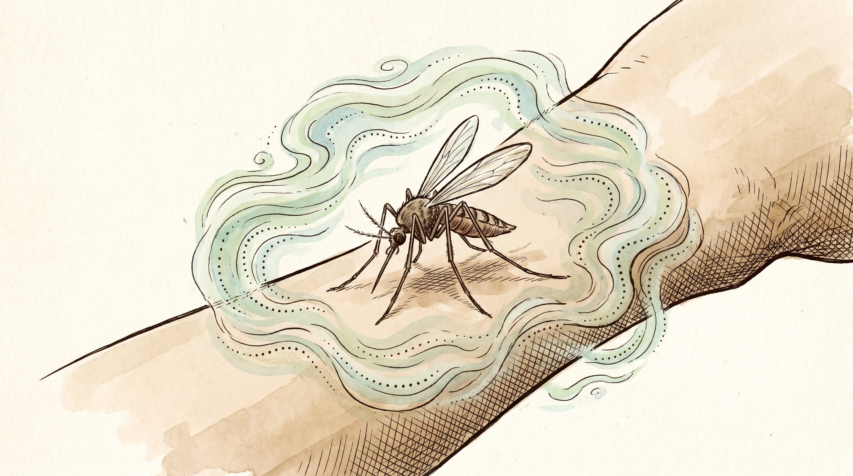 Investigadores del WEHI demostraron en un modelo preclínico que la picadura de mosquito puede activar inmunidad contra la malaria con apoyo de un compuesto antipalúdico experimental. (Imagen Ilustrativa Infobae)