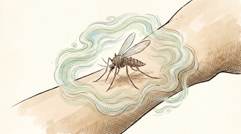 Ilustración de un mosquito marrón con alas transparentes posado sobre un brazo humano, rodeado por una nube de aroma verde azulado con puntos.