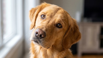 Por qué los perros inclinan la cabeza al escucharnos