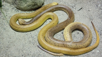 La cobra del Cabo es