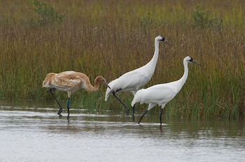Cada temporada, los polluelos de