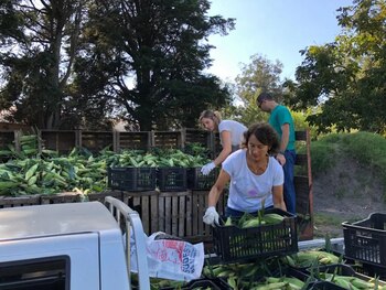 Investigadores desarrollaron un protocolo para