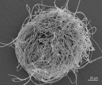 El tamaño de los espermatozoides