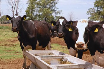 Esta mezcla de excretas animales,