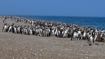 En San Lorenzo viven cerca