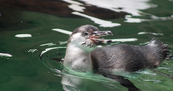 Omnilife apoya el recinto de los pingüinos desde 2024 en una alianza con el Zoológico La Aurora centrada en bienestar animal y educación para la conservación.