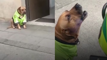 Un perrito llamado Hércules apareció