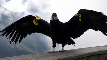 Un cóndor andino de plumas negras con collar blanco y cabeza gris, de pie sobre una pared de concreto, extiende sus grandes alas con etiquetas amarillas "17"