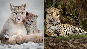 Yaguareté y puma: cómo logran