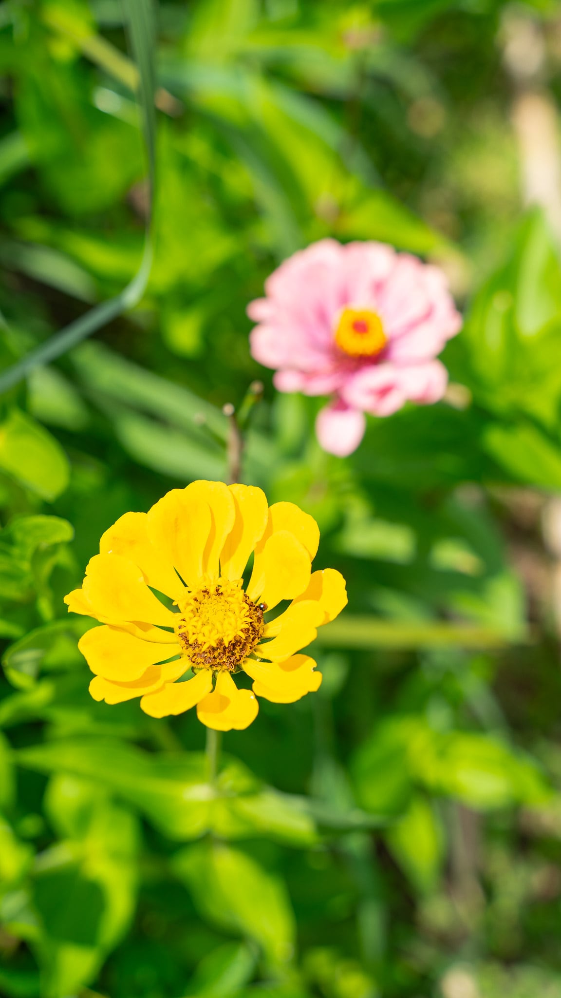 Para asegurar una floración continua, la experta aconseja combinar distintas especies, de modo que no todas florezcan al mismo tiempo
