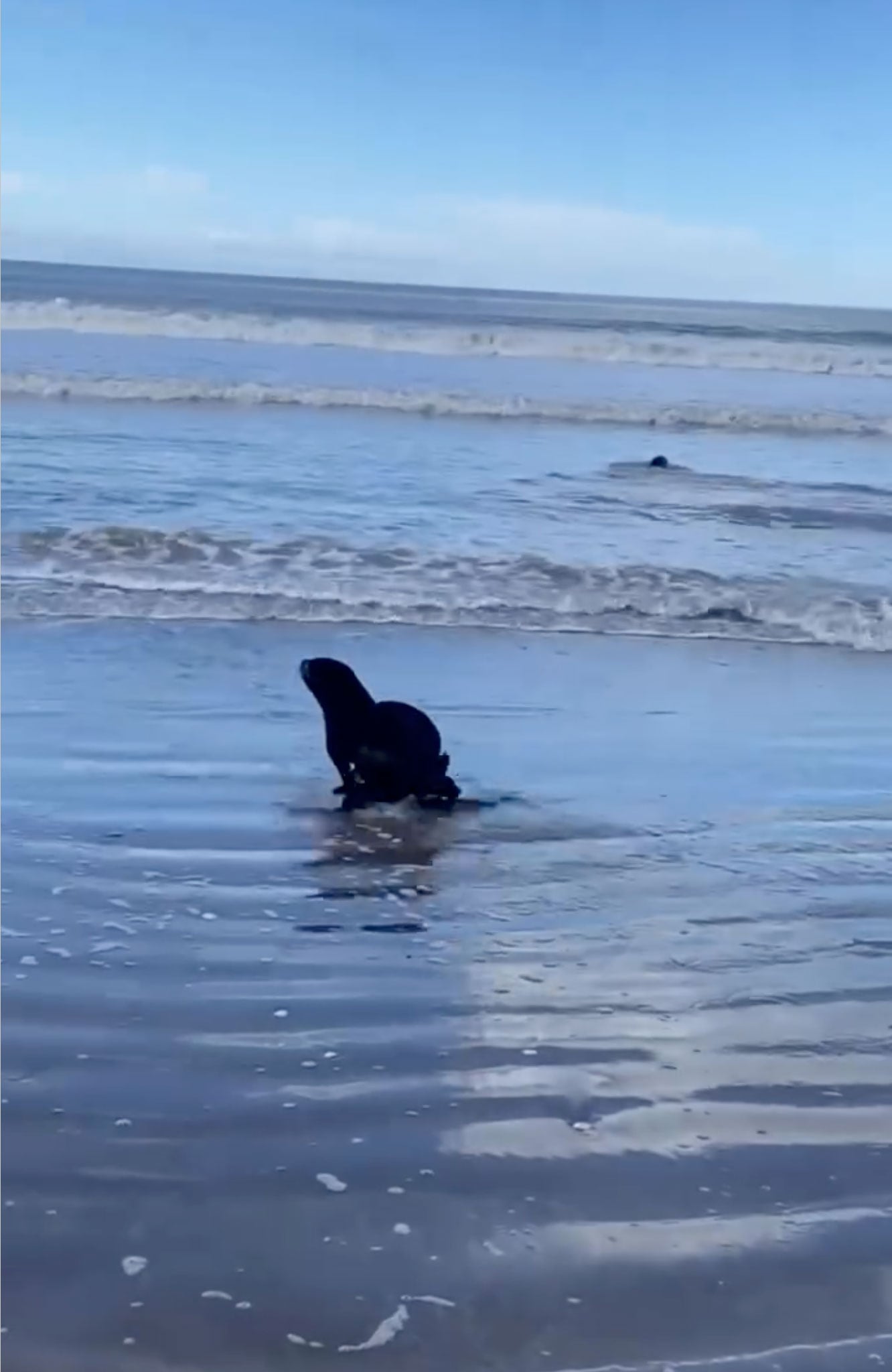 El Ecoparque porteño difundió en redes sociales el regreso al mar de los lobos marinos tras completar la rehabilitación