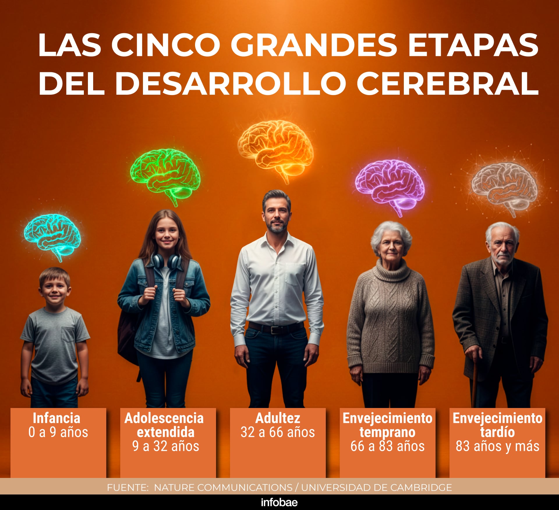 Los investigadores de Cambridge identificaron cinco fases principales del cableado del cerebro humano que se desarrollan desde el nacimiento hasta la vejez