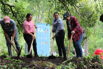 La FAO entrega insumos y asistencia para sostener granos básicos en el Corredor Seco