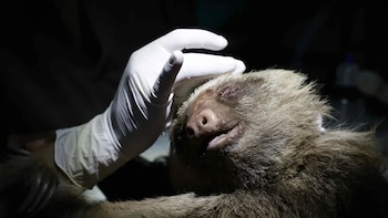 El Rescate Wildlife Rescue Center