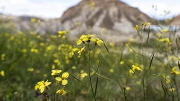 Los días secos se alternarán