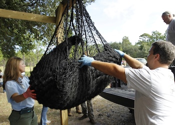 Más de 160,000 personas solicitaron