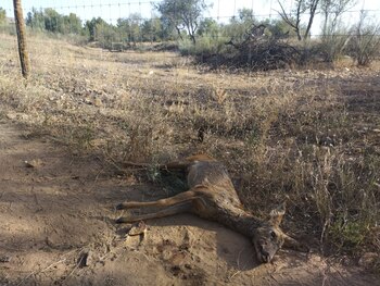Un corzo muerto junto a