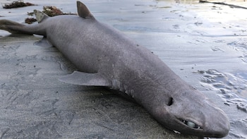 Un tiburón foca de casi