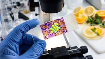 Mano con guante azul sostiene un portaobjetos sobre un microscopio, con rodajas de limón y naranja al fondo