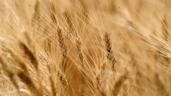 Trigo imparable: vuelven a aumentar