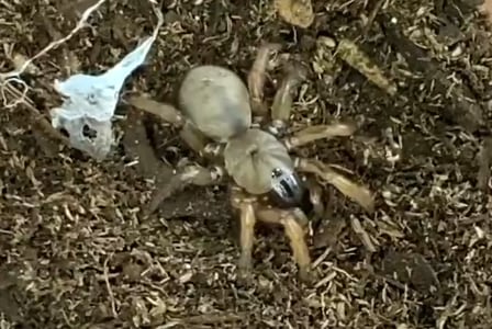 La investigación calculó que la araña posee 52 cromosomas y constató la ausencia del patrón telomérico ancestral TTAGG (YouTube/@tarantulakat)