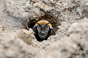 Primer plano de la cabeza y el tórax peludo de una abeja con ojos azules, asomándose desde un agujero en la tierra