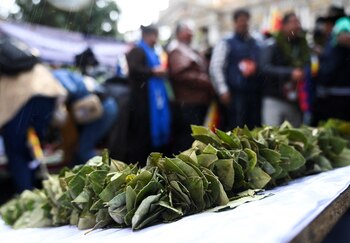Hojas de coca (REUTERS/Claudia Morales)