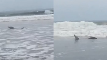Cocodrilo aparece en Playa Hermosa de Tumbes y genera alarma entre bañistas en zona de alta afluencia turística