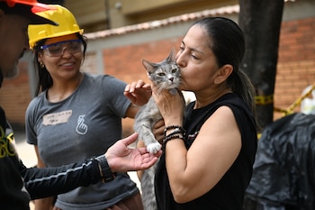 En medio de las labores en Cali los brigadistas también buscan animales de compañía que quedaron atrapados entre los escombros. Prueba de ello fue uno de los gatos que rescataron la jornada del miércoles 12 de agosto - crédito Raul Arboleda / AFP