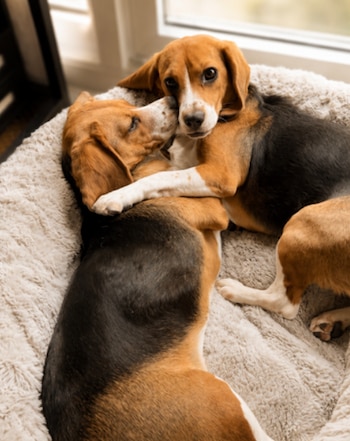 Dos perros beagle tricolor descansan juntos en una cama gris de textura suave. Un beagle apoya su cabeza sobre el otro, que mira al frente
