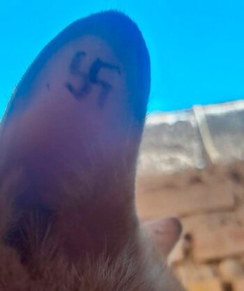 Uno de los animales rescatados