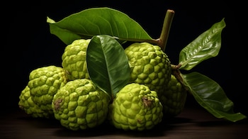 La planta del Noni nos