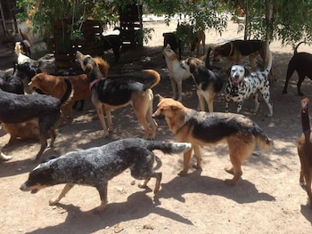 La situación de los perros