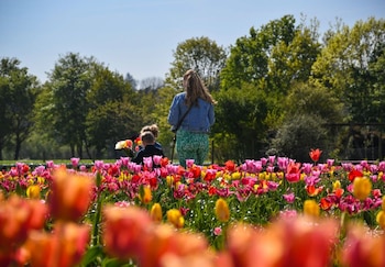 Varias personas recolectando tulipanes en