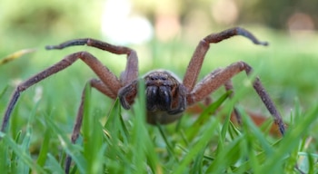 Araña de color marrón oscuro con ocho patas peludas sobre el césped verde, vista en primer plano