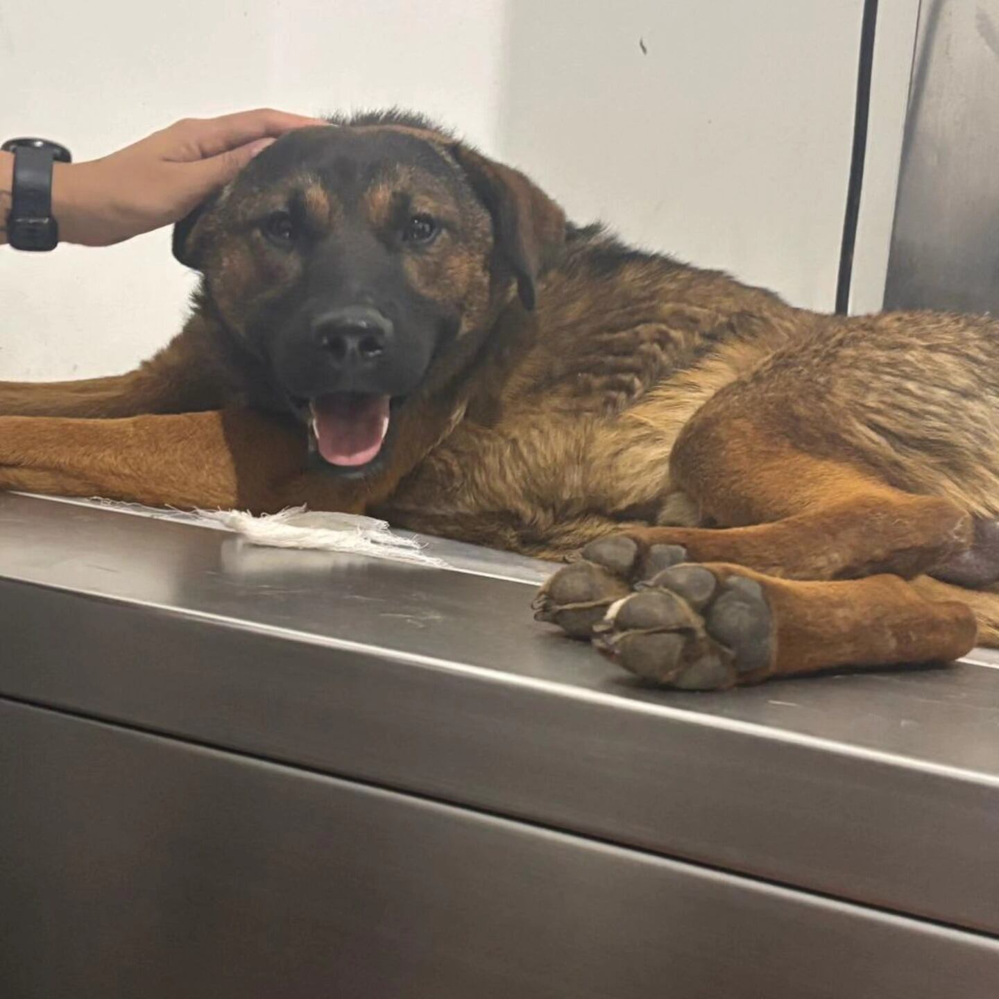 Veterinarios proyectan al menos tres costosos procedimientos ortopédicos para tratar las severas lesiones de Cosmo. (Cortesía Fundación Toby)