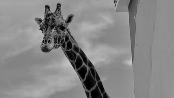 Modesto, la jirafa que vivió