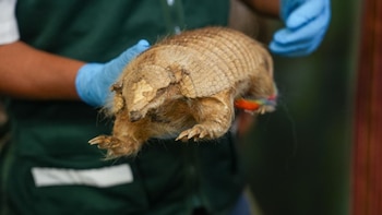 No solo en provincia: en