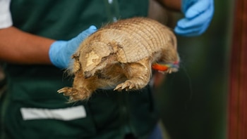 La manipulación de armadillos en